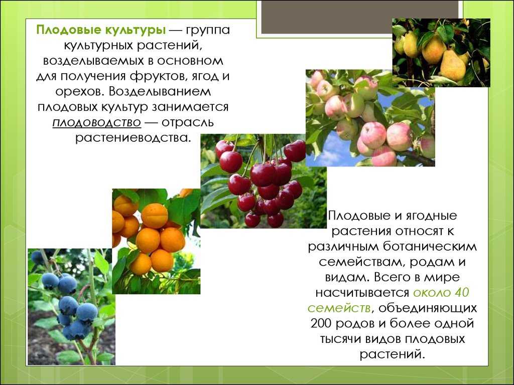 Вся польза красной смородины - целебные свойства и применение