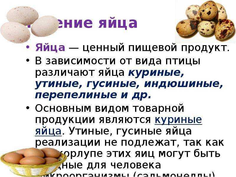 К чему снится гнездо с яйцами - значение для человека