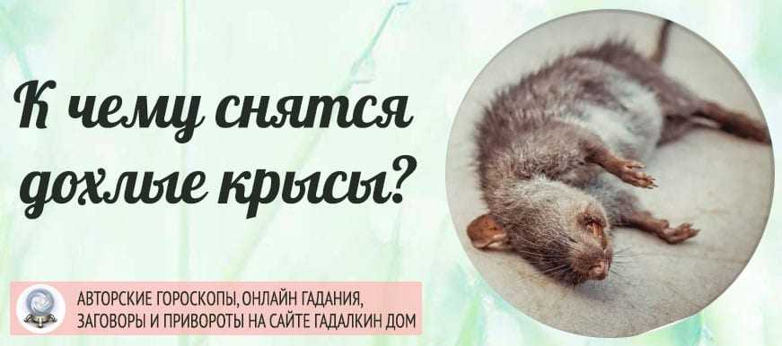 К чему снятся крысы женщине, мужчине: приснилась крыса белая, черная, рыжая, серая, большая и маленькая