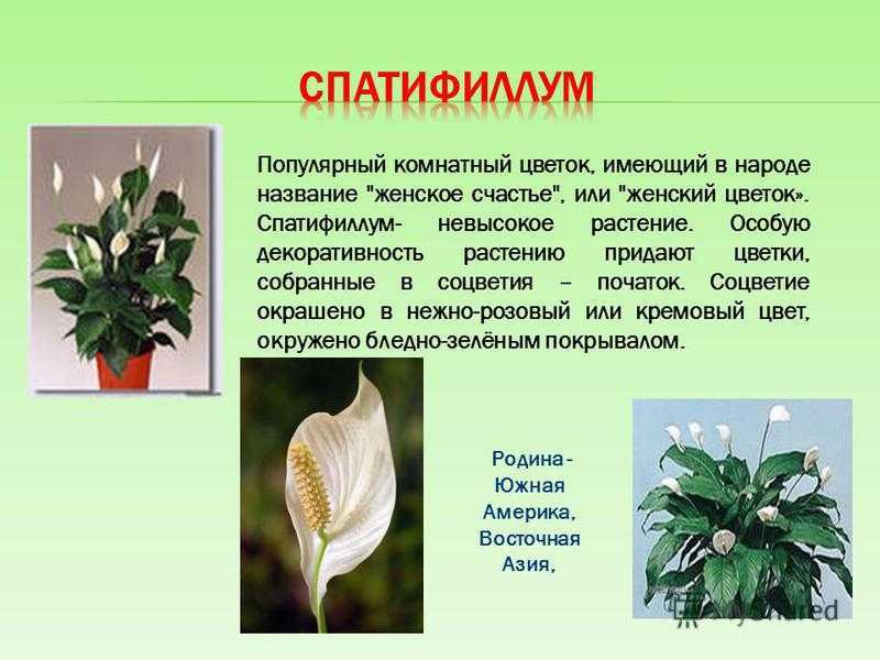 К чему снятся цветы