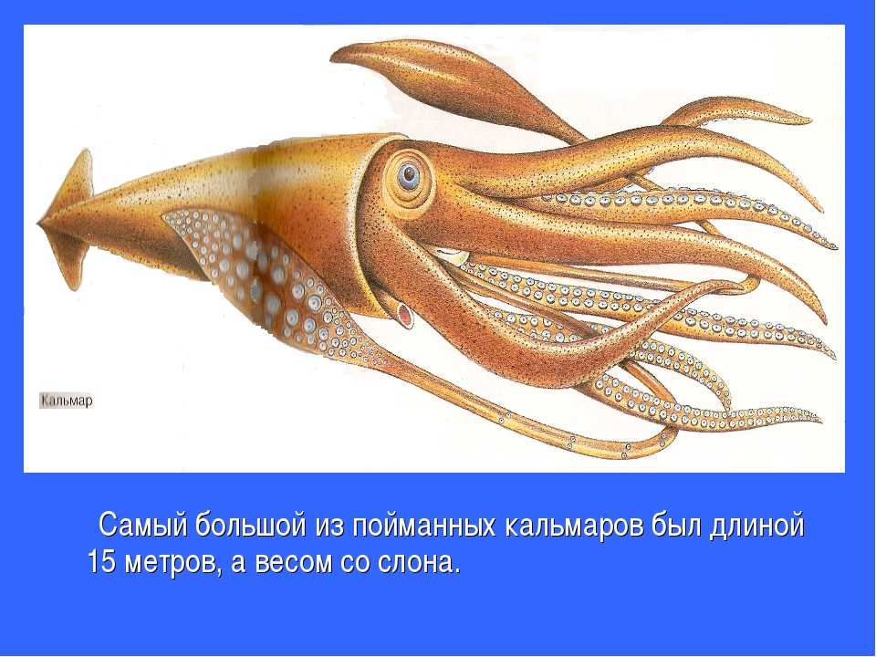 К чему снится кальмар в воде. к чему снятся кальмары живые