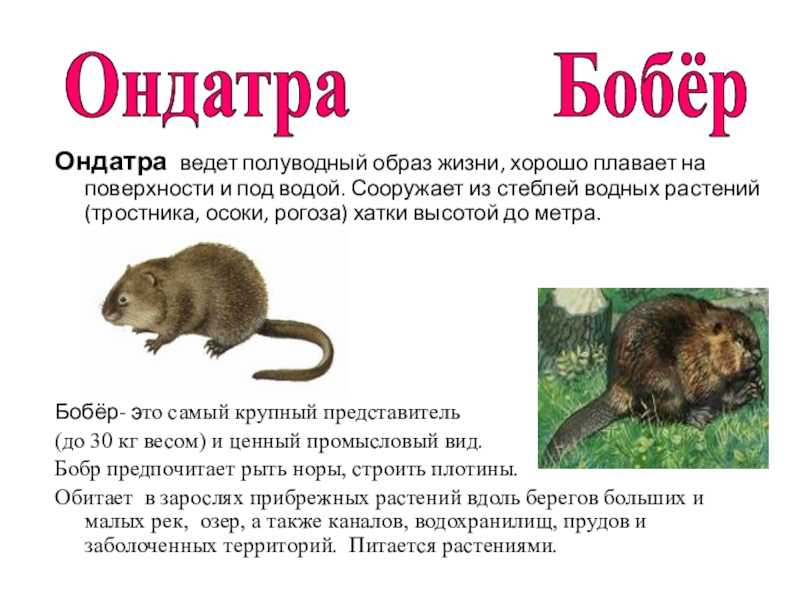 К чему снится черная ондатра