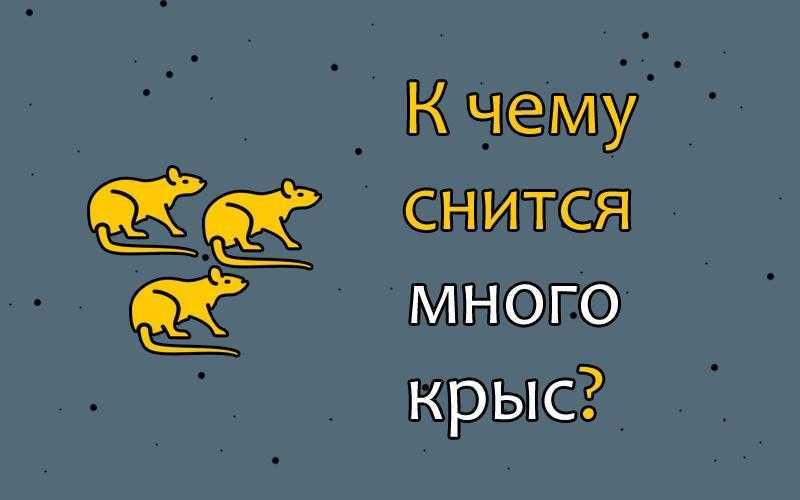 Что означает убить крысу во сне: толкования сонников