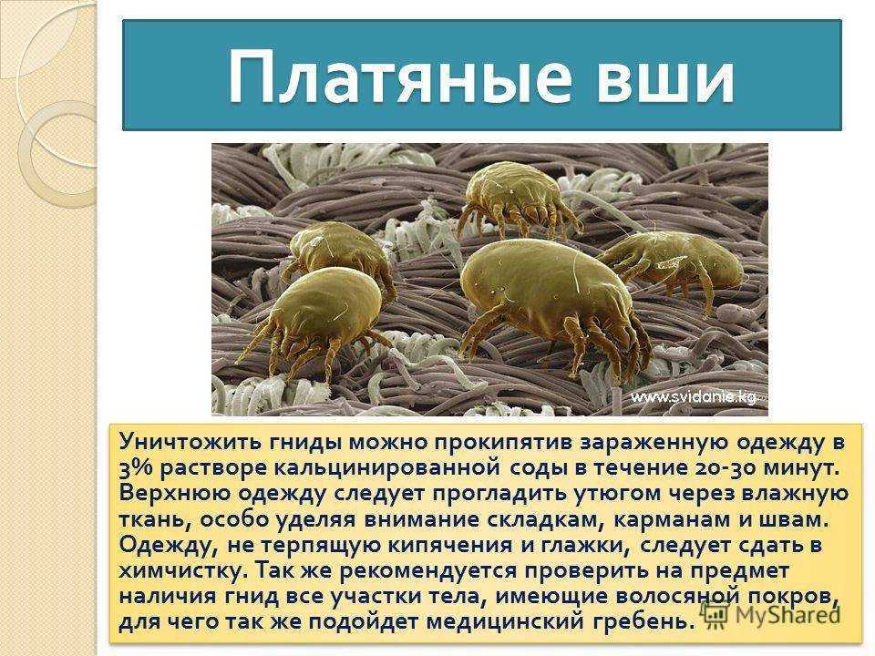 К чему снятся большие и мелкие вши на другом человеке