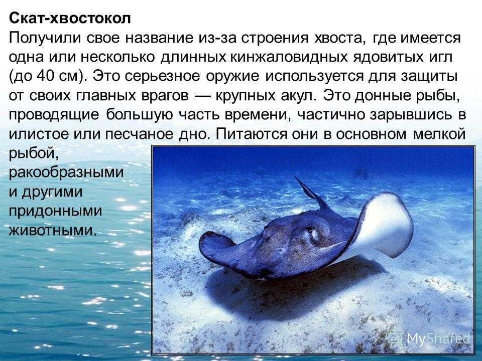 Скат рыба. образ жизни и среда обитания рыбы скат | животный мир