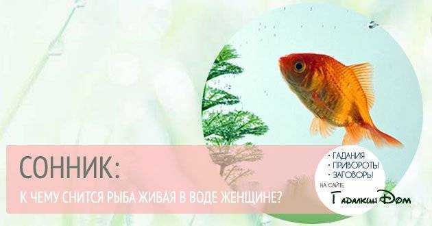 Сонник кормить большую рыбу. к чему снится кормить большую рыбу видеть во сне - сонник дома солнца
