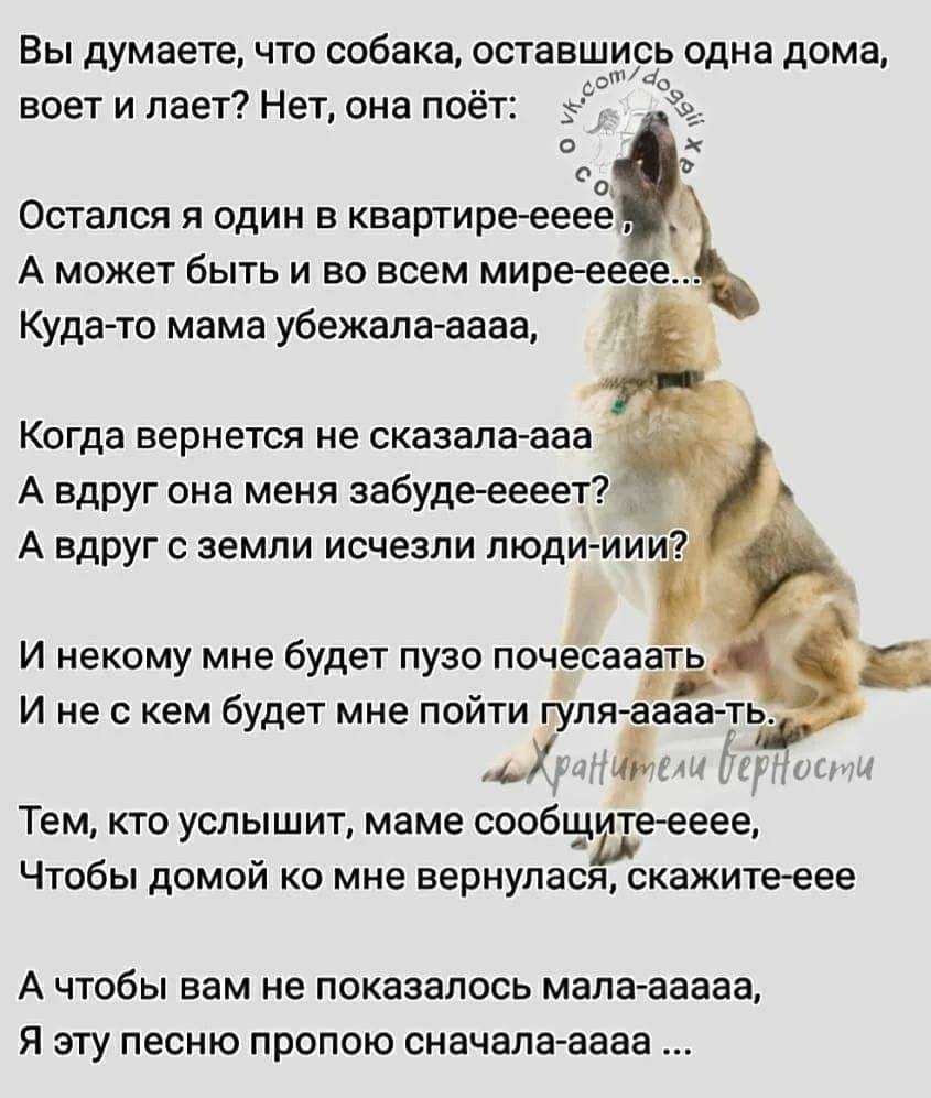 К чему снится сбитая машиной собака?