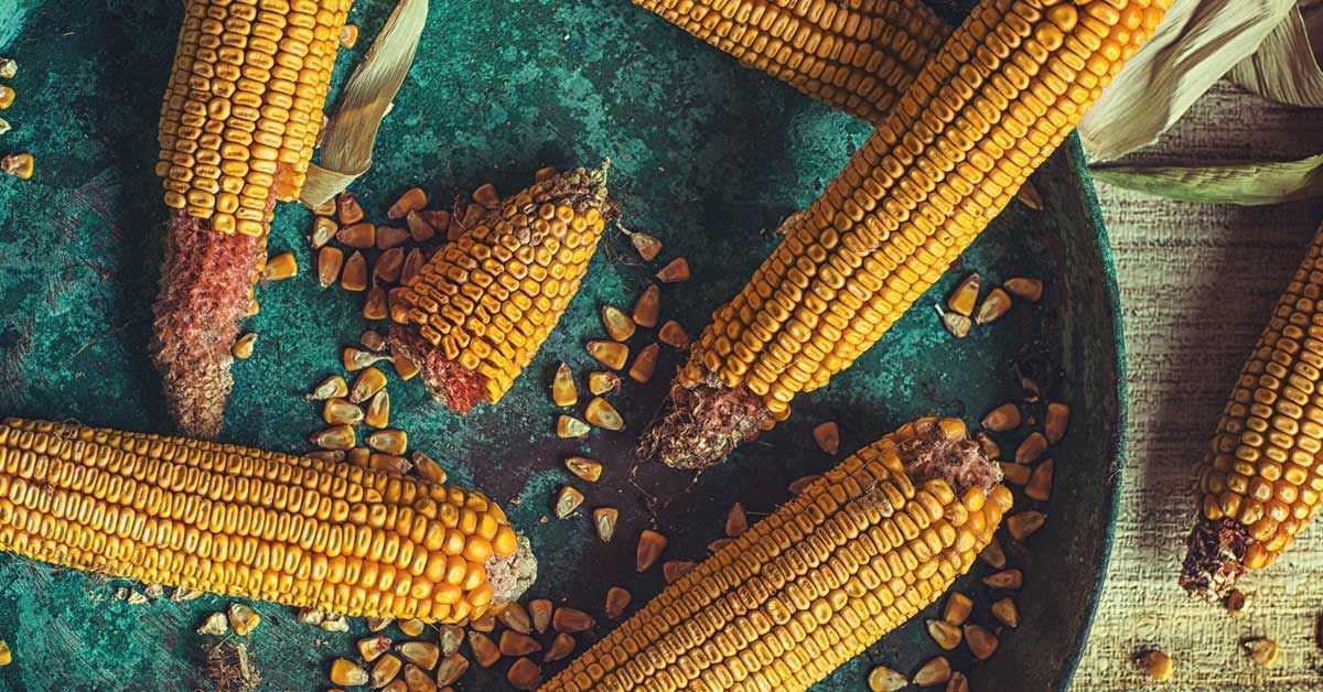 К чему снится спелая кукуруза?
