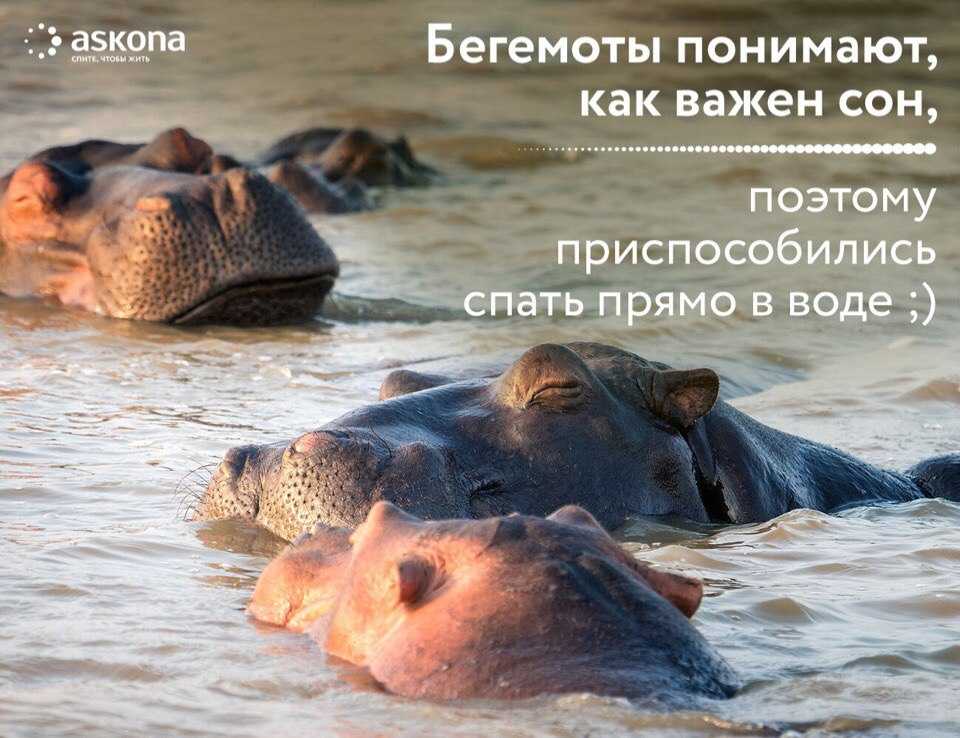 Приснился бегемот — толкование сна по сонникам