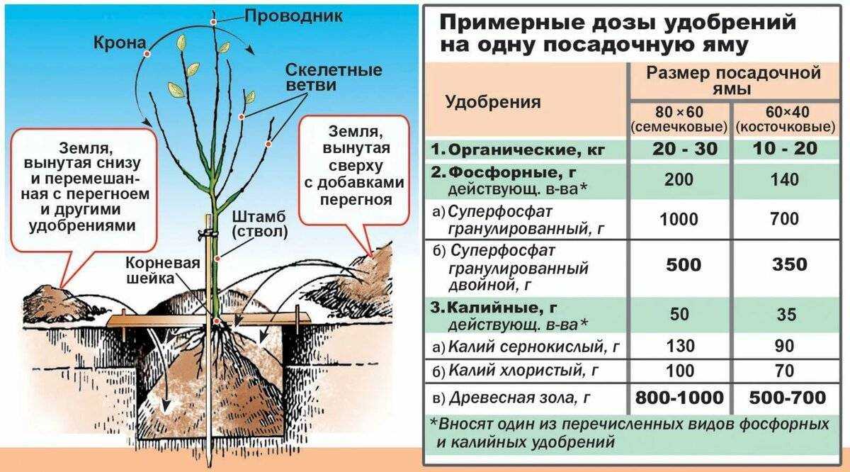 К чему снится сажать цветы