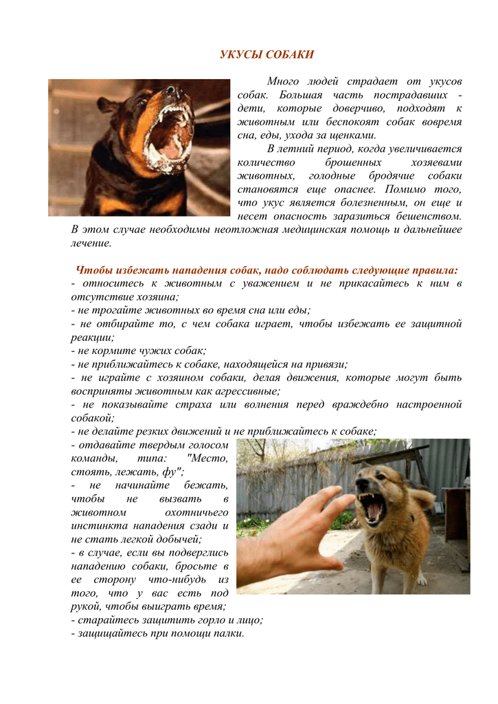 Сонник укусила собака до крови. к чему снится укусила собака до крови видеть во сне - сонник дома солнца