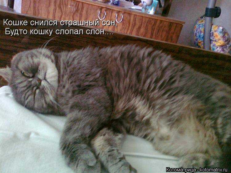 К чему снятся кошки и котята женщине по соннику