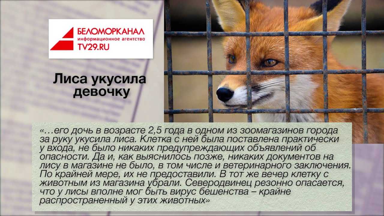ᐉ сонник укусила лиса за руку - x-sonnik.ru