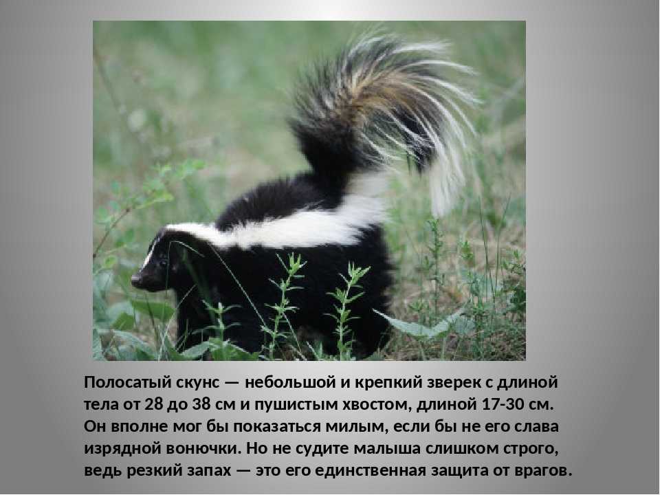 Как расшифровать сон о жуках — 43 точных значения
