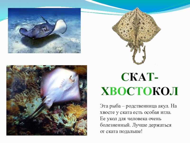 Скат рыба. образ жизни и среда обитания рыбы скат