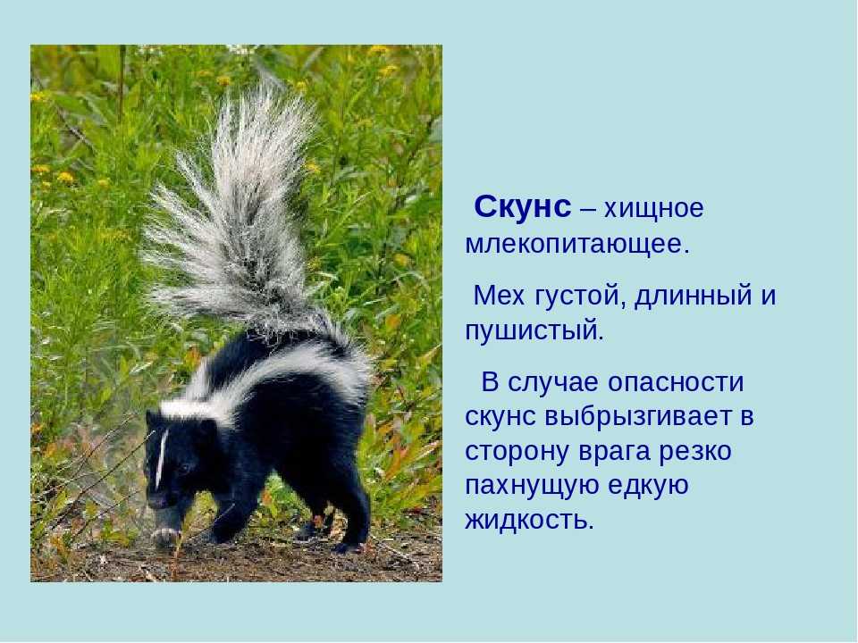 К чему снятся насекомые 🐜 — топ 42 толкований ❗ по сонникам: что означает для мужчины или женщины видеть во сне в большом количестве пауков в доме, квартире или на себе
