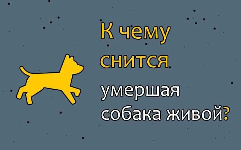 Лама, баран и наводнение. какие сны ищут в интернете жители бурятии?
