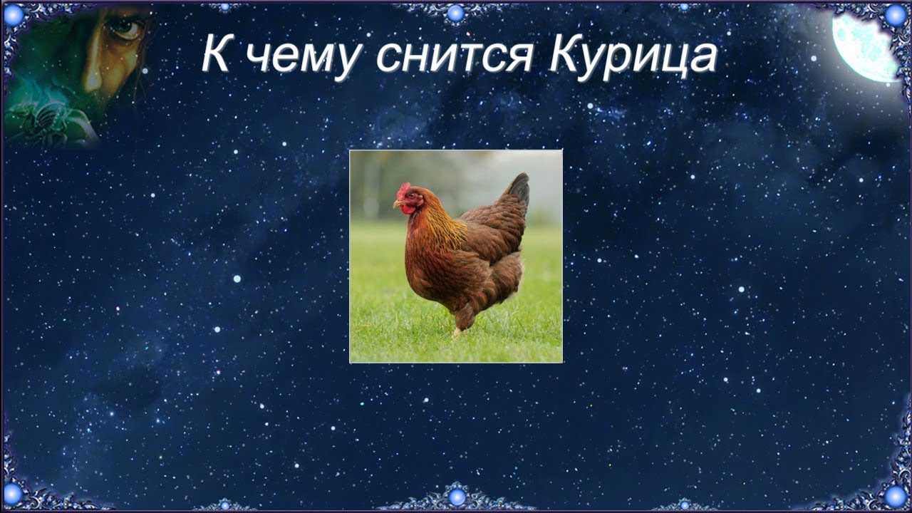 К чему снится  курица во сне — по 90 сонникам! если видишь во сне курица что значит?