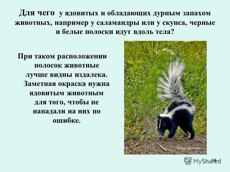 К чему снится гиена женщине или мужчине — 38 толкований из разных сонников
