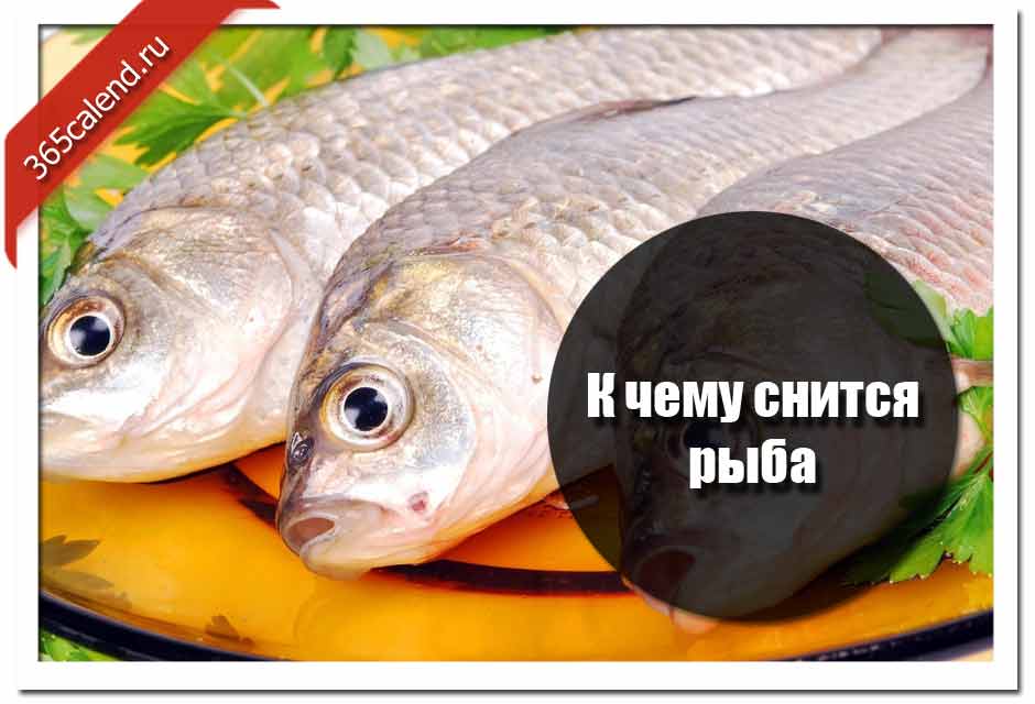 К чему снится рыбья голова: 4+ детальных трактовок сна - сонник рыбьи головы