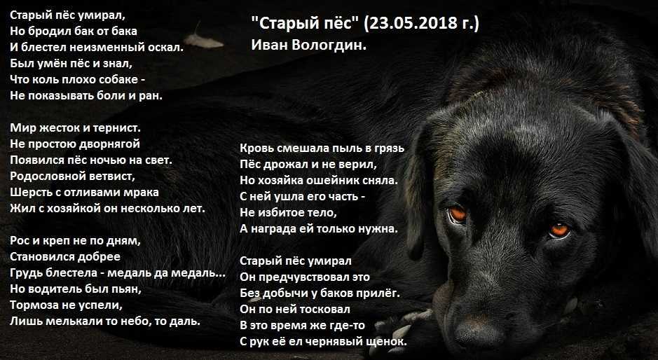 Если приснилась собака