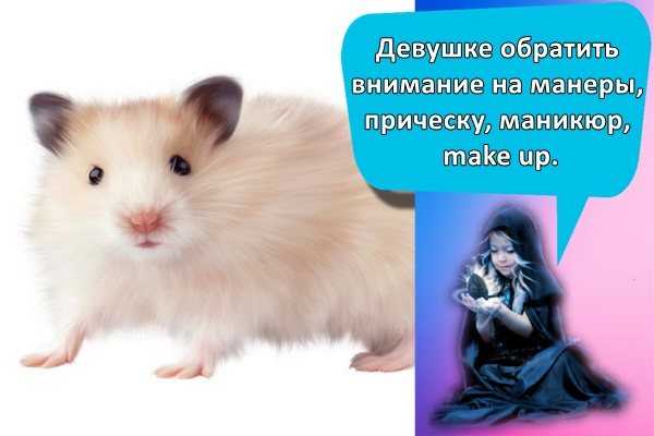 К чему снятся хомяки женщине, мертвый хомяк, ловить хомяка во сне