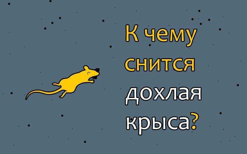 К чему снятся крысы - значение и толкование сноведений для мужчин и женщин в сонниках