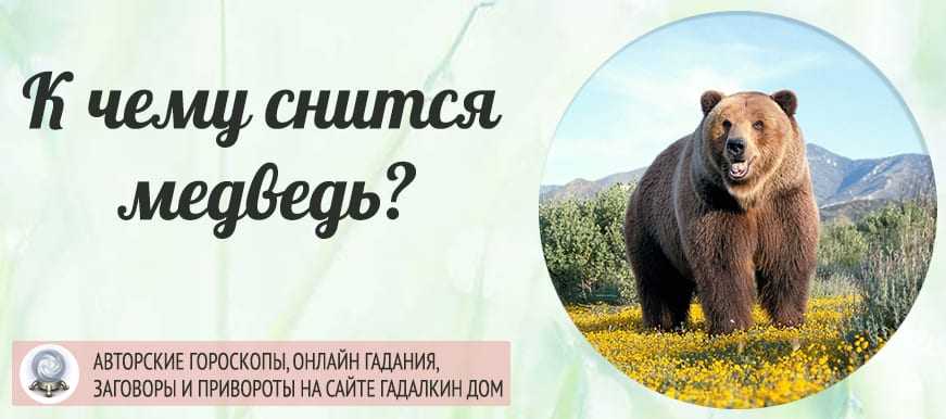 Медвежонок во сне: чего опасаться?
