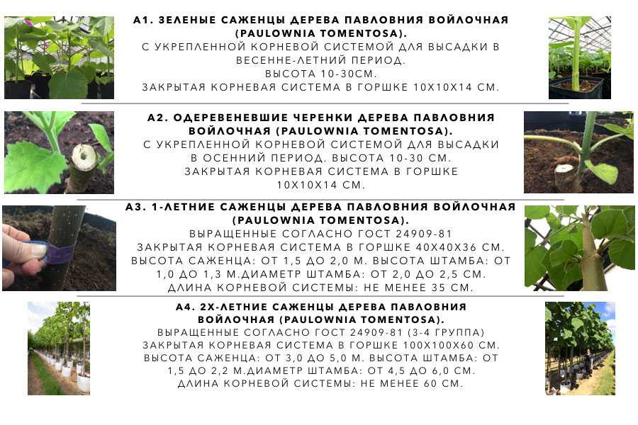 К чему снится сажать цветы 🌷 во сне, сонник - садишь растения, значение