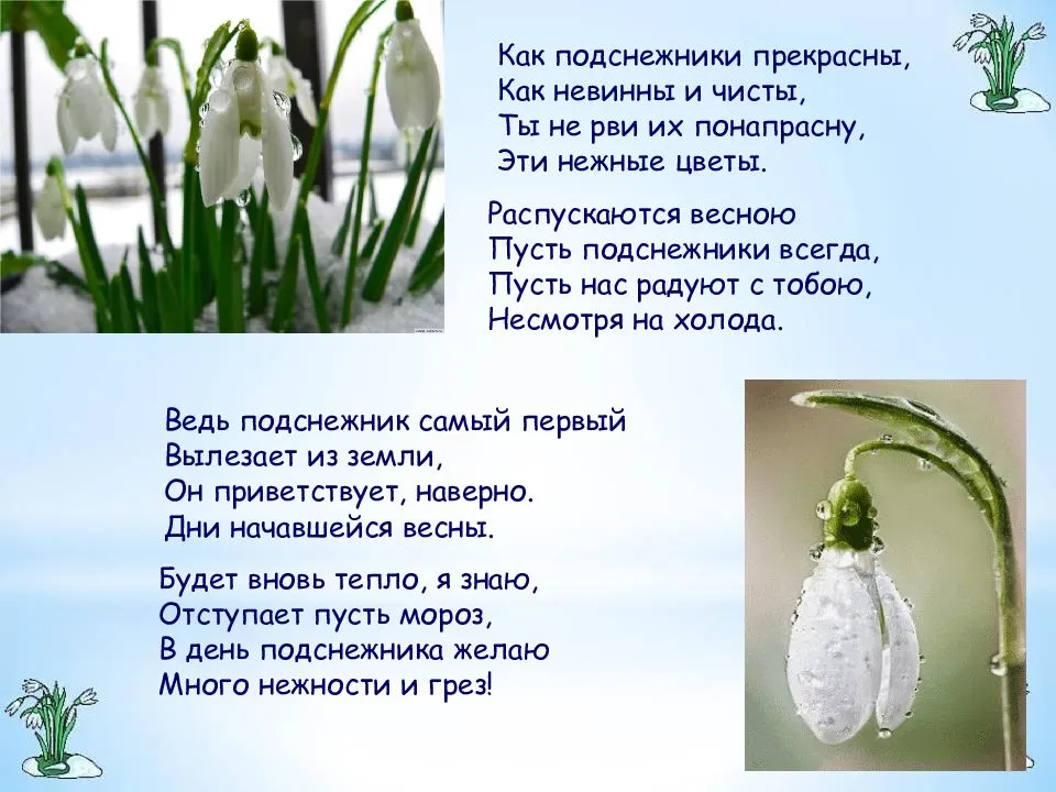 Сонник цветы живые подснежники. к чему снится цветы живые подснежники видеть во сне - сонник дома солнца