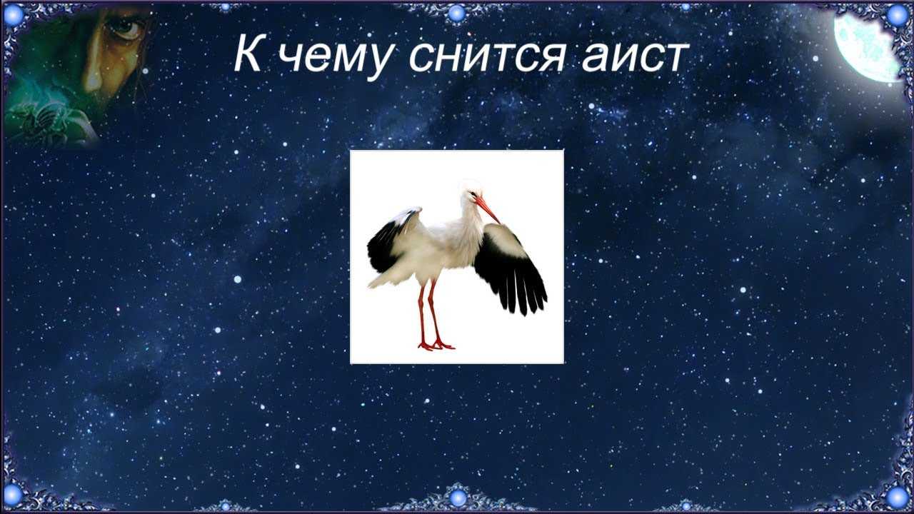 Сонник аист к чему снится во сне? видеть аисту что означает?