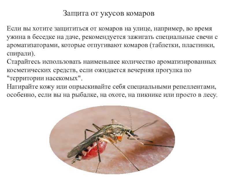 К чему снятся комары по толкованию популярных сонников. к чему снятся комары кусающие, жужжащие, вьющиеся роем