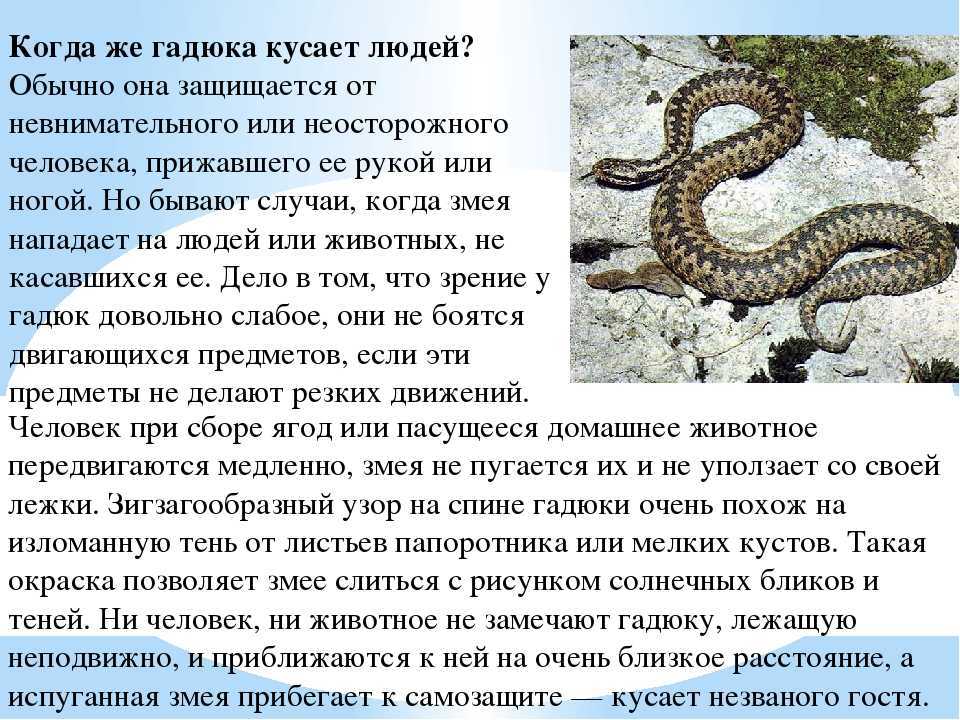 К чему снится крокодил