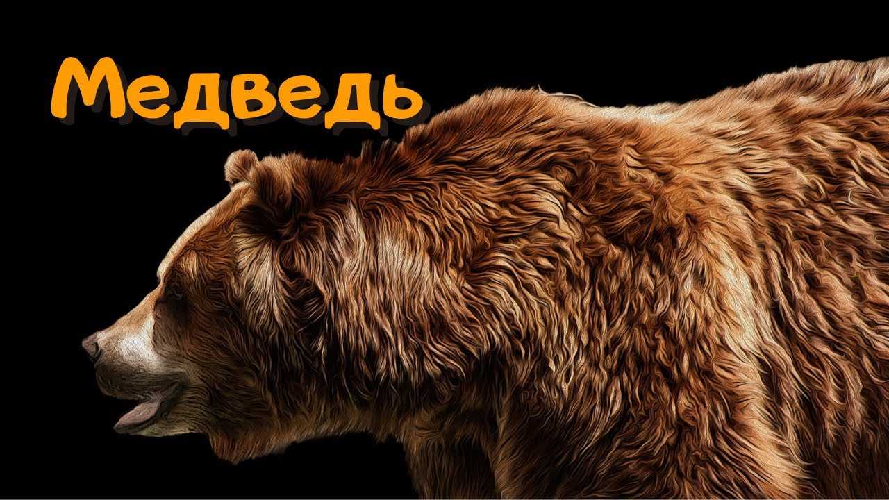 Приснился белый медведь: толкование по сонникам