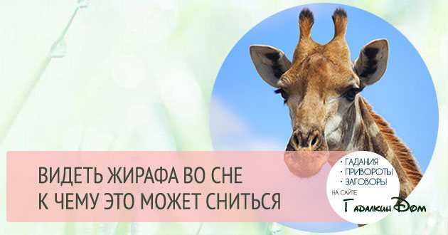 К чему снятся животные - значение сна животные по соннику