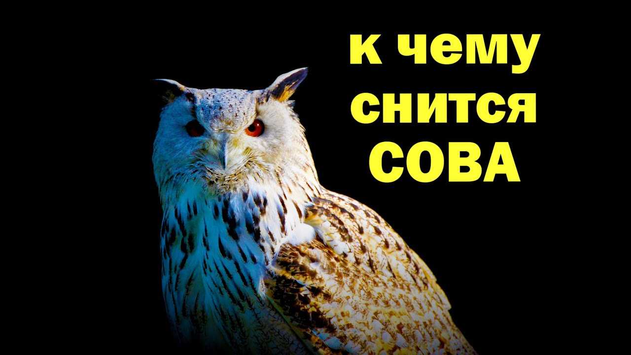 Как трактовать сон о совах — 50 популярных значений