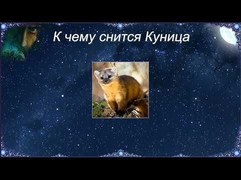 Сонник ласка (зверек): к чему снится и что означает сон?