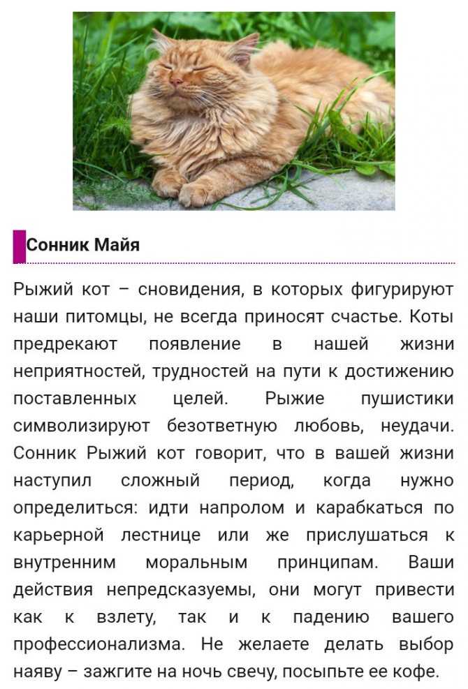 Сонник много котов и кошек. к чему снится много котов и кошек видеть во сне - сонник дома солнца