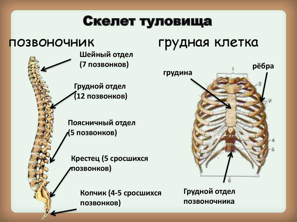К чему снится боль
