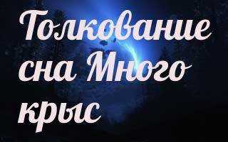Что означает видеть во сне много крыс  —  толкование для женщин и мужчин