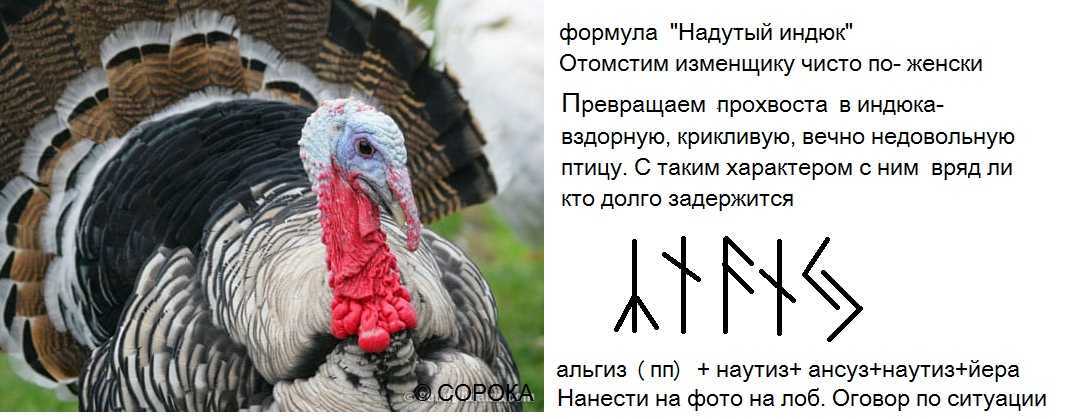 К чему снится индюк 🦃 — топ толкований 👍 по 50 сонникам: что означает для мужчины и женщины видеть много живых маленьких индюшат или большую индюшку, которая нападает