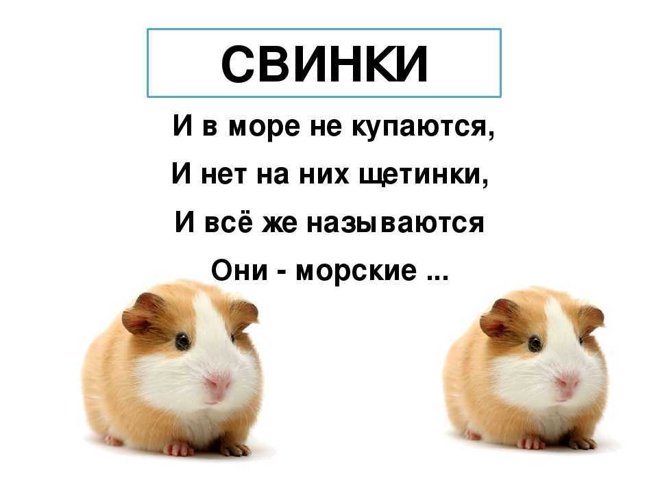 К чему снятся морские свинки девушке