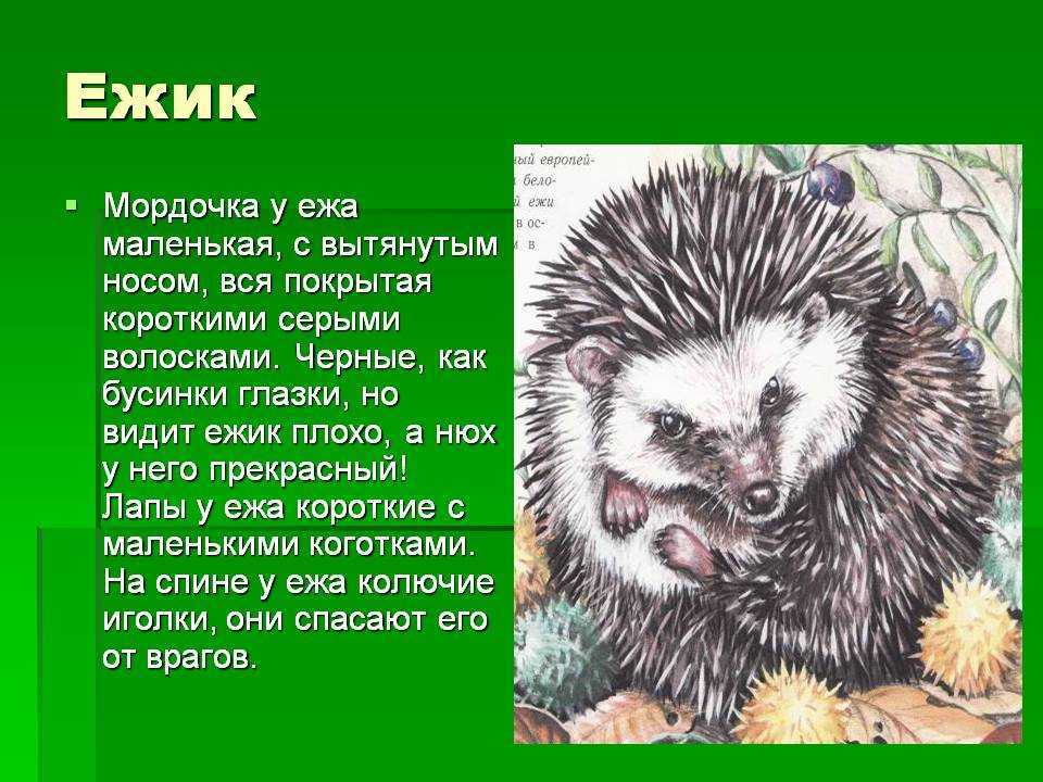 К чему снятся маленькие ежики: с иголками мягкими, без иголок, много, мертвые, с ежихой, в лесу, квартире, на руках, кормить, уколоться, наступить