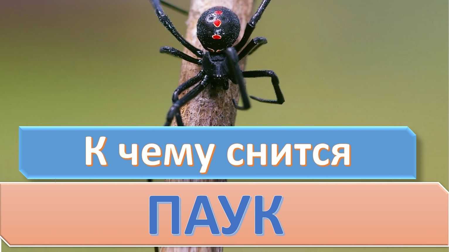 К чему снятся пауки мужчине: значение и толкование сна - tolksnov.ru