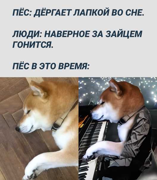 Сонник: собака убежала - потерять собаку во сне, к чему ? - 4 детальных трактовки