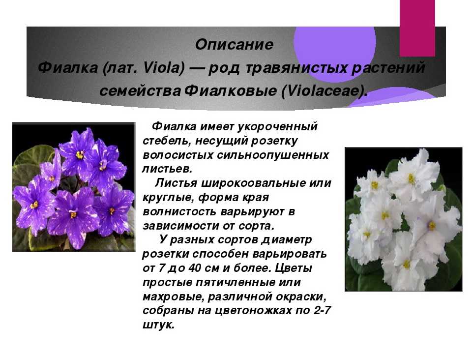 Как трактовать сон о белых цветах — 50 значений