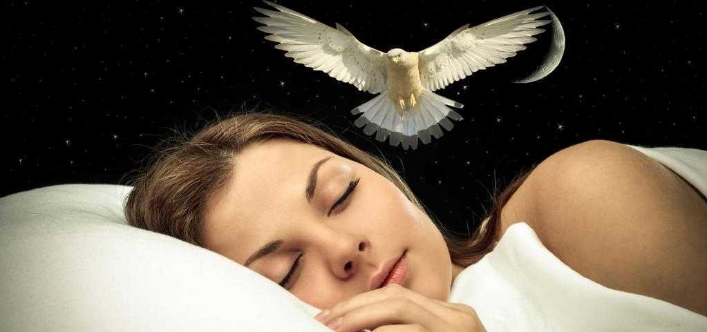 К чему снятся птицы, сонник – птицы во сне