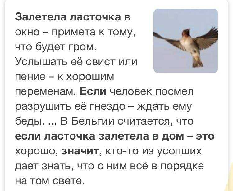Птичий помет: к чему снится, по сонникам