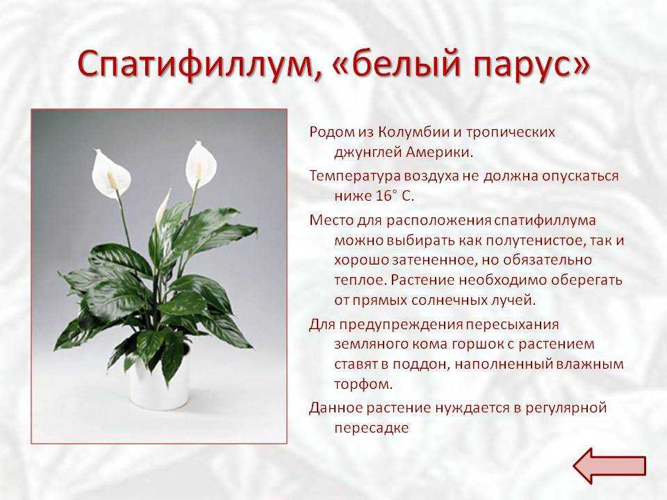 К чему снятся цветы во сне женщине? толкование сновидений с цветами в соннике для девушек