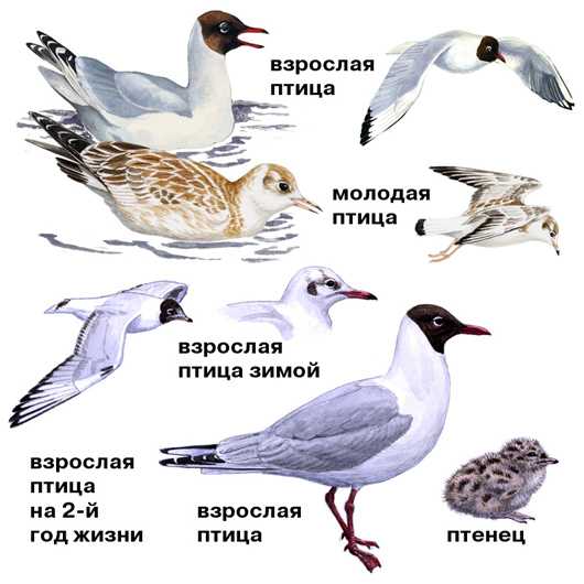 Различия между чайками, альбатросами и бакланами в фотографиях